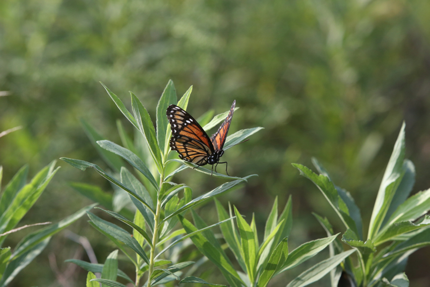 Full Size Image = 936 K