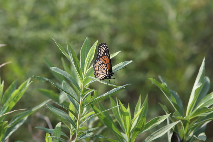 Full Size Image = 950 K