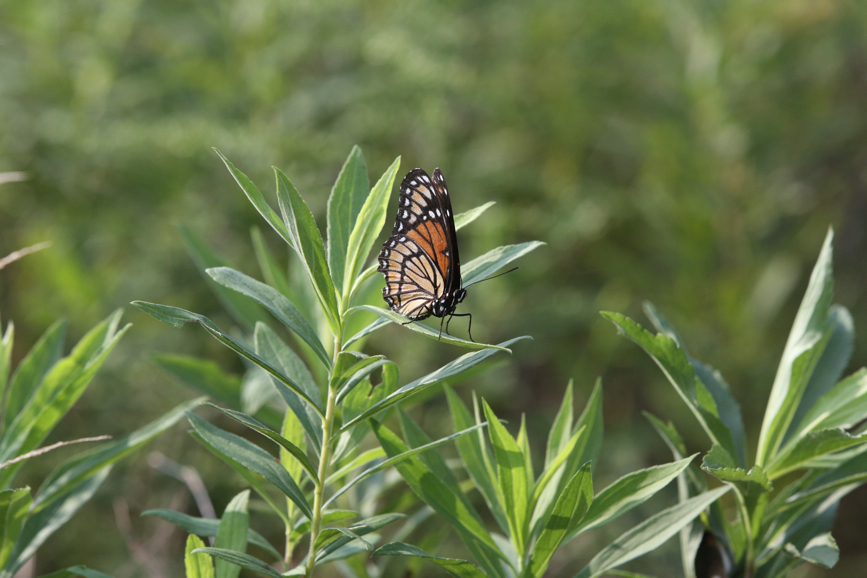 Full Size Image = 949 K