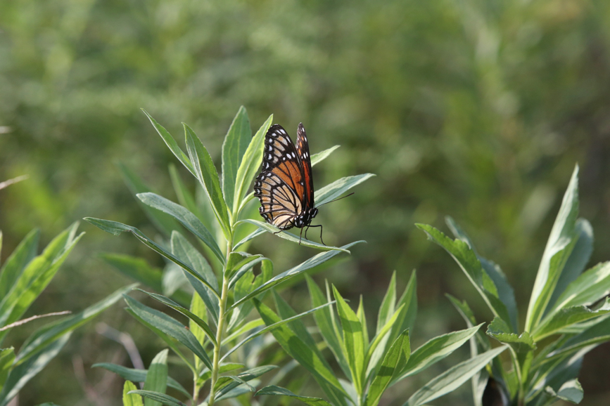 Full Size Image = 950 K