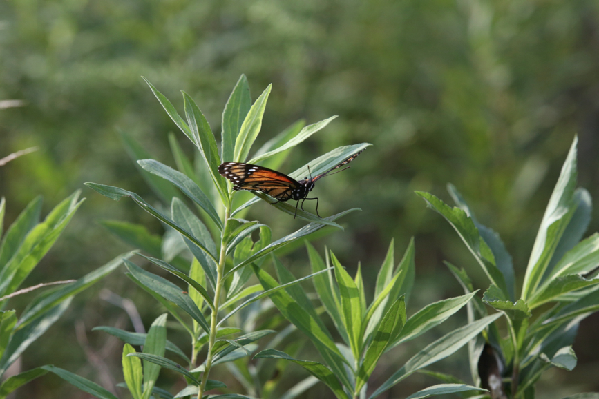 Full Size Image = 938 K