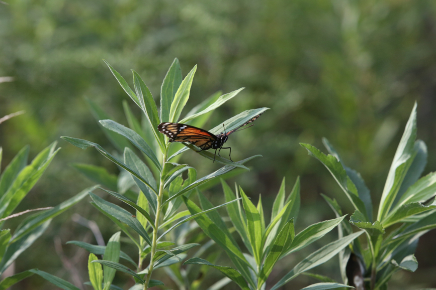 Full Size Image = 935 K