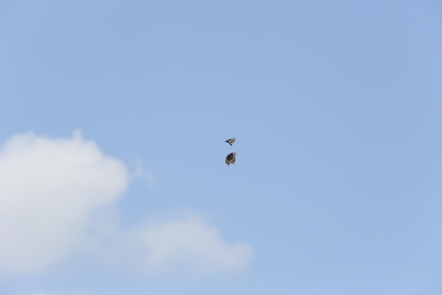 Full Size Image = 346 K