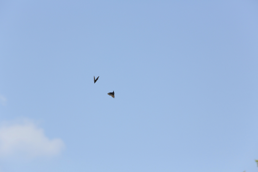 Full Size Image = 342 K