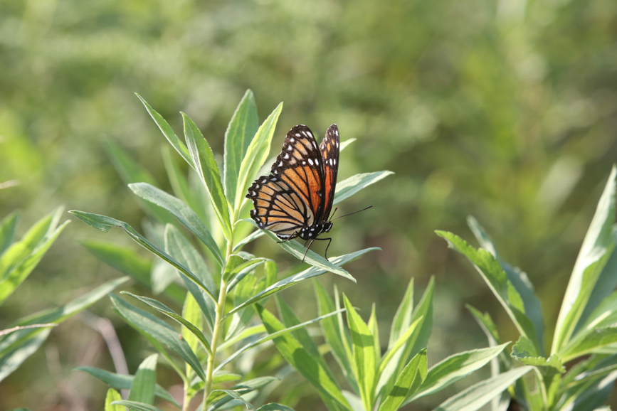 Full Size Image = 900 K