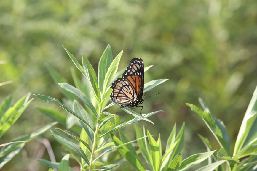 Full Size Image = 893 K