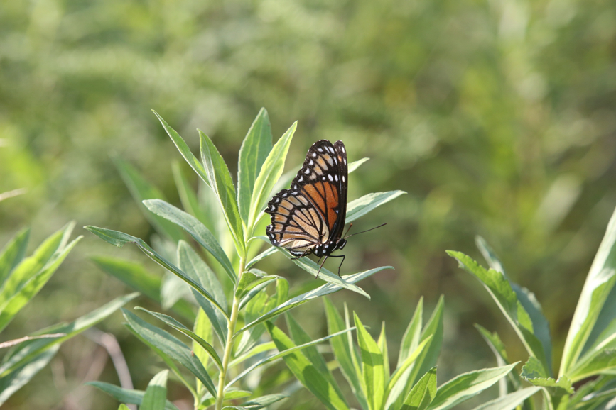 Full Size Image = 889 K