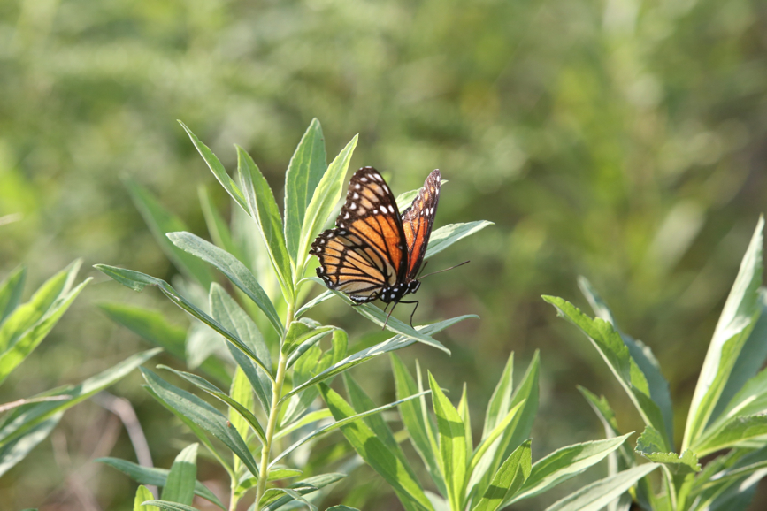 Full Size Image = 912 K