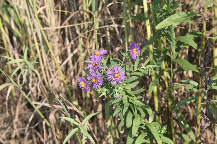 Full Size Image = 1224 K