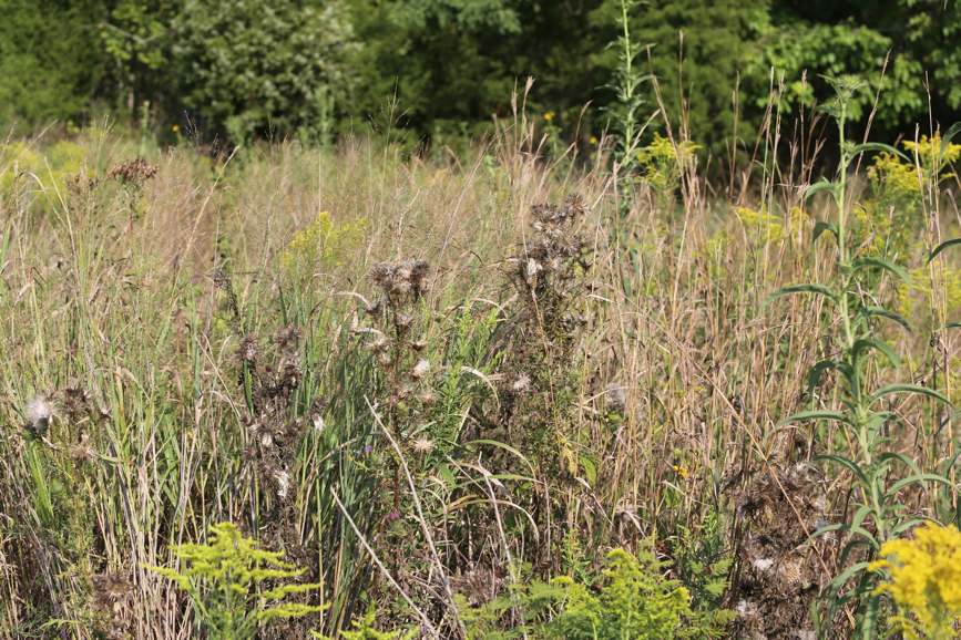 Full Size Image = 2240 K