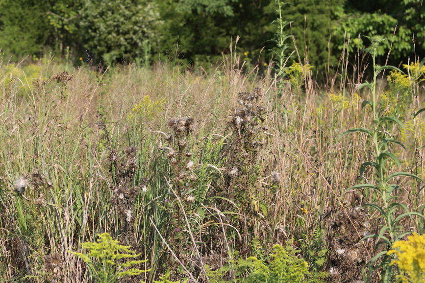 Full Size Image = 2290 K