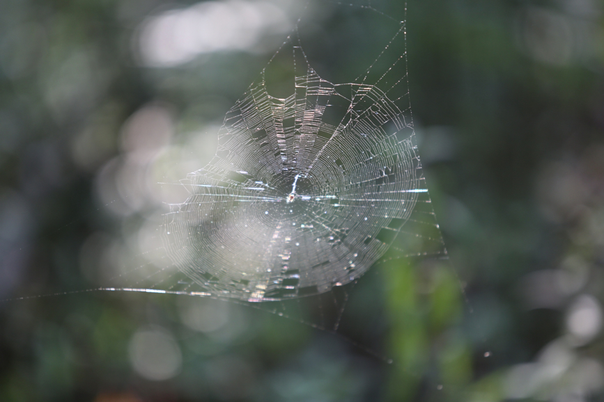 Full Size Image = 775 K