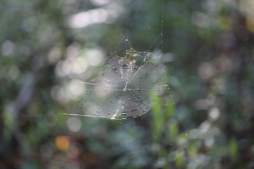 Full Size Image = 950 K