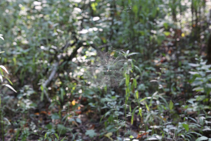 Full Size Image = 1149 K