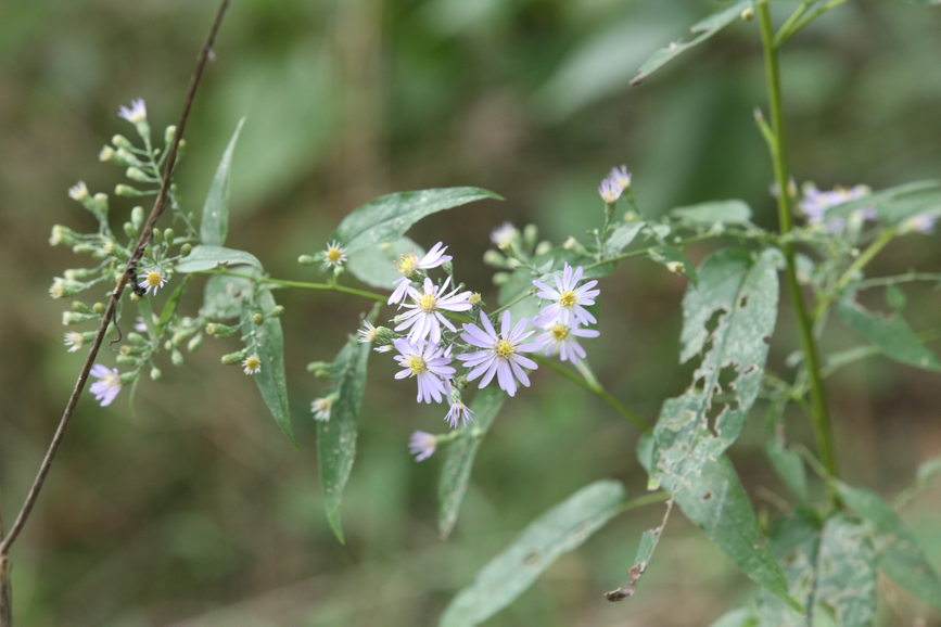 Full Size Image = 861 K