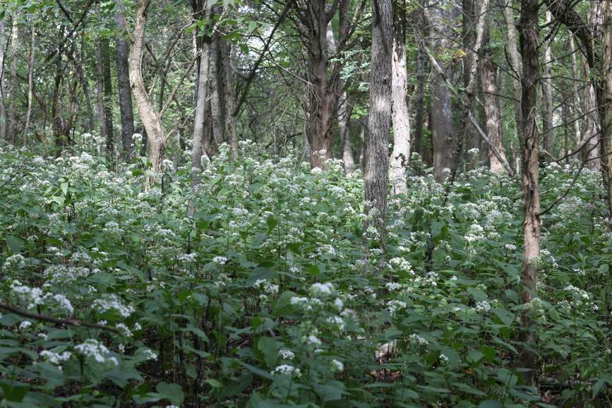 Full Size Image = 2101 K