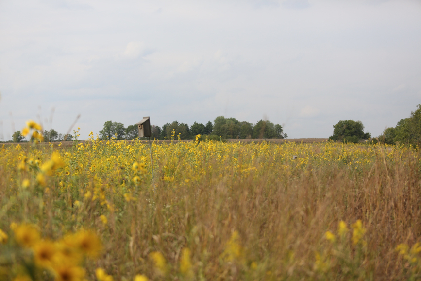 Full Size Image = 879 K