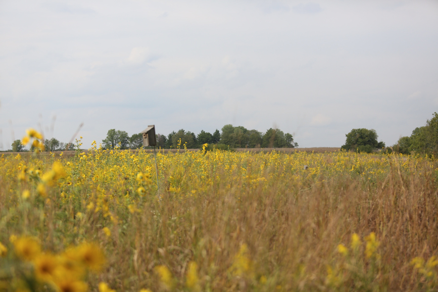 Full Size Image = 873 K