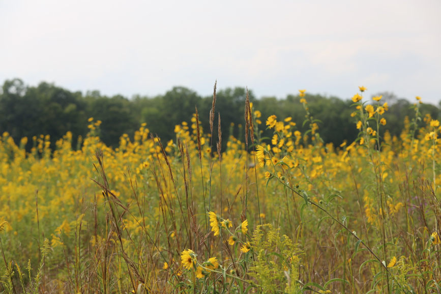 Full Size Image = 927 K