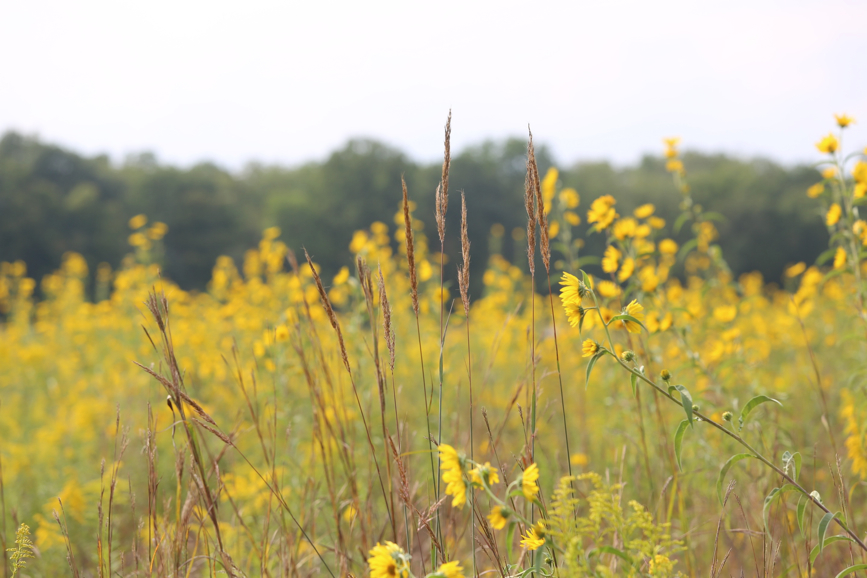 Full Size Image = 718 K