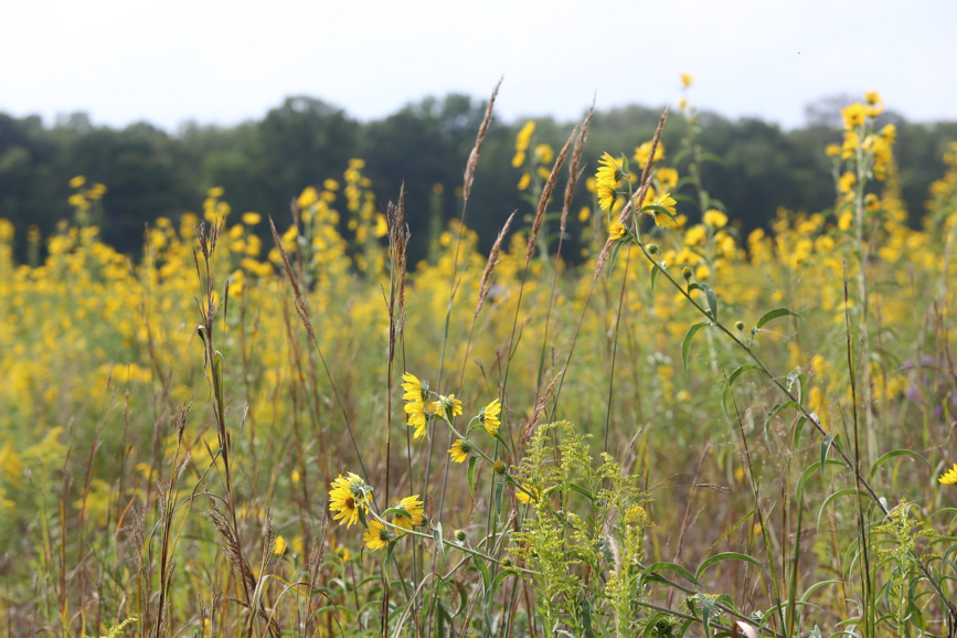 Full Size Image = 1085 K