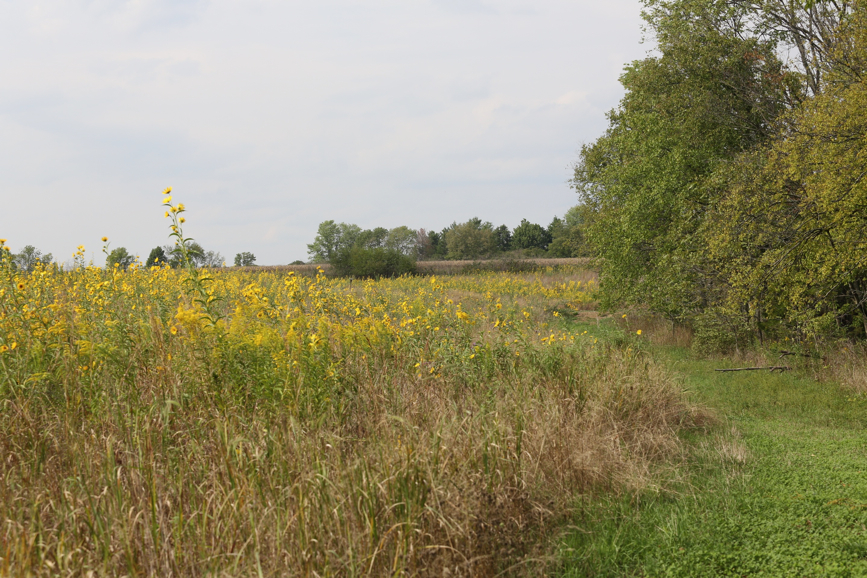 Full Size Image = 1958 K