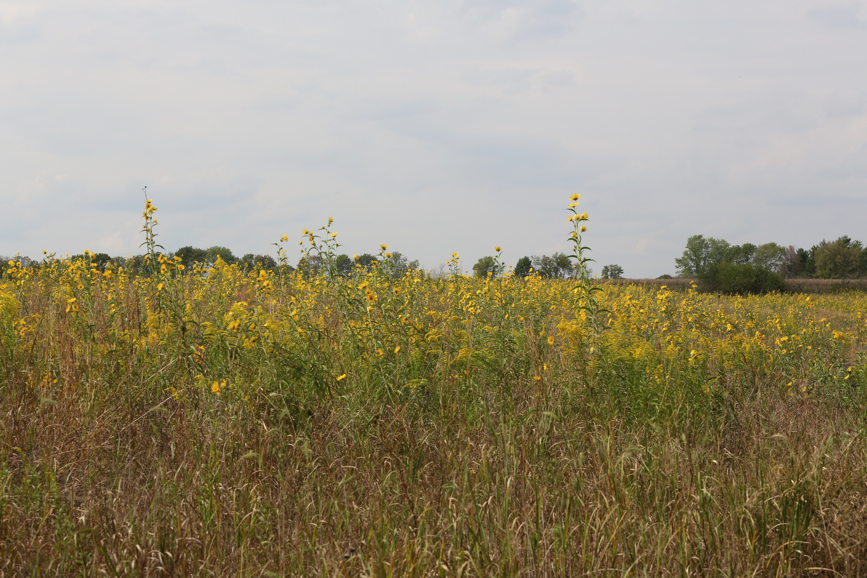 Full Size Image = 1680 K