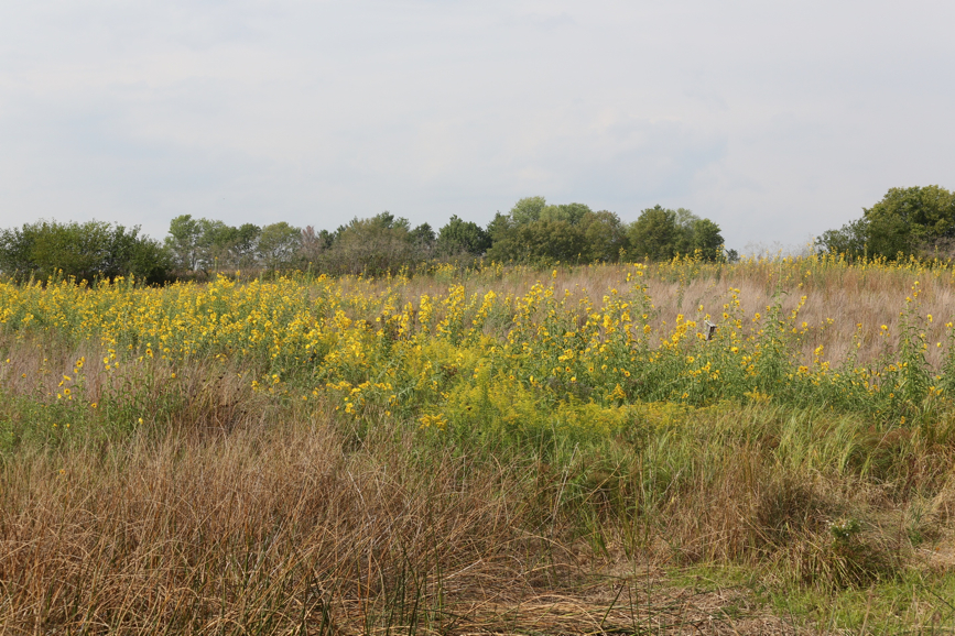 Full Size Image = 2316 K