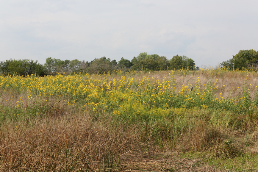 Full Size Image = 2269 K