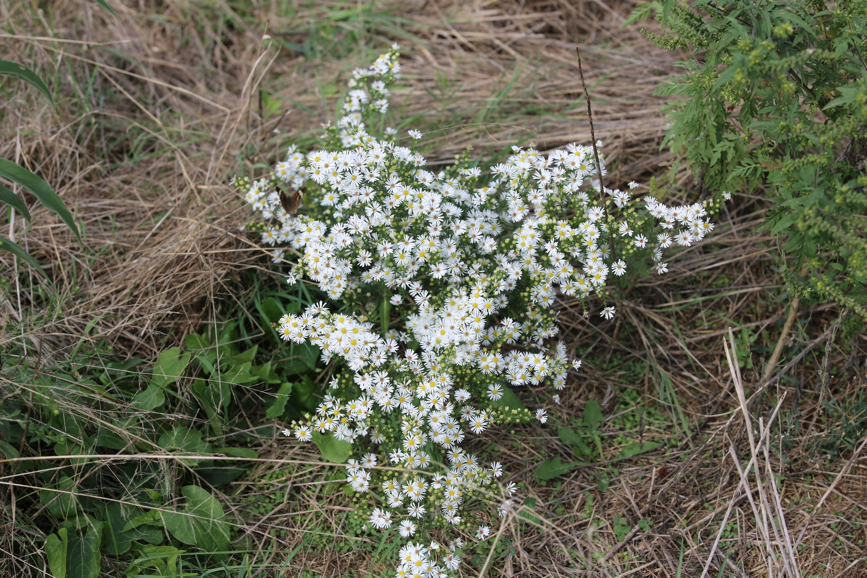 Full Size Image = 1839 K