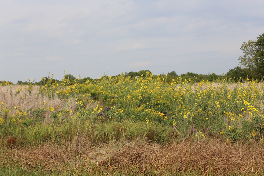 Full Size Image = 2177 K