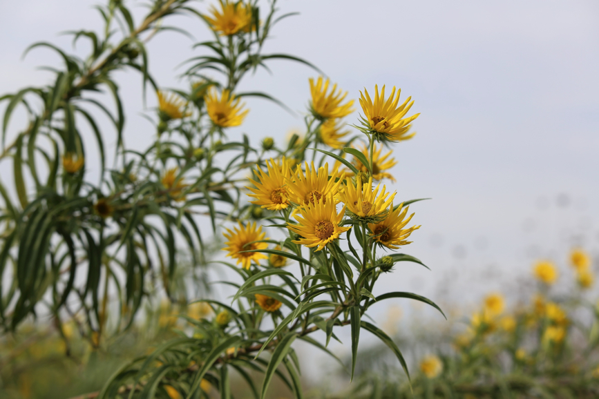 Full Size Image = 720 K