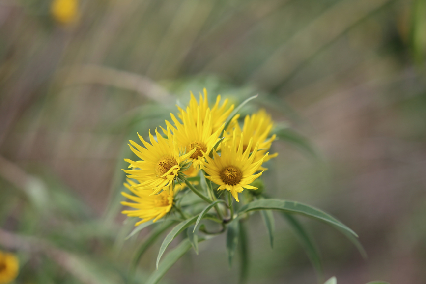 Full Size Image = 475 K