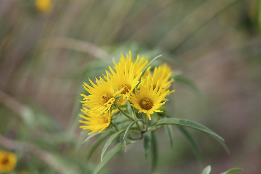 Full Size Image = 477 K