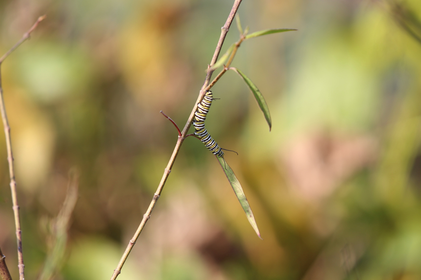 Full Size Image = 458 K