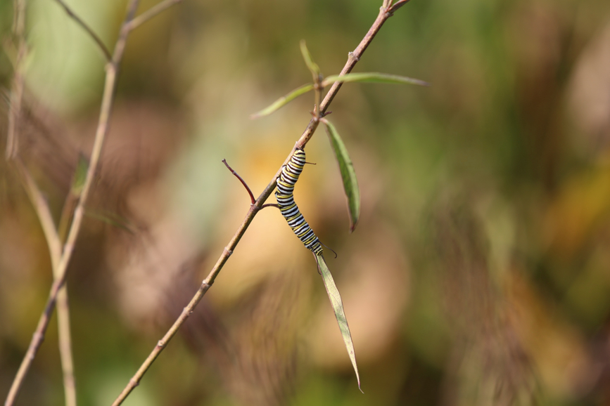 Full Size Image = 479 K