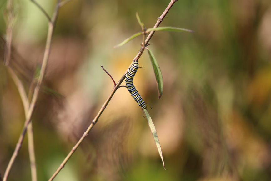 Full Size Image = 475 K