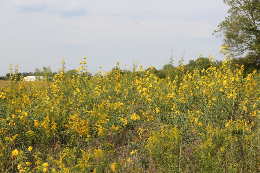 Full Size Image = 1946 K