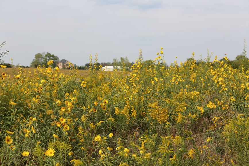 Full Size Image = 1752 K