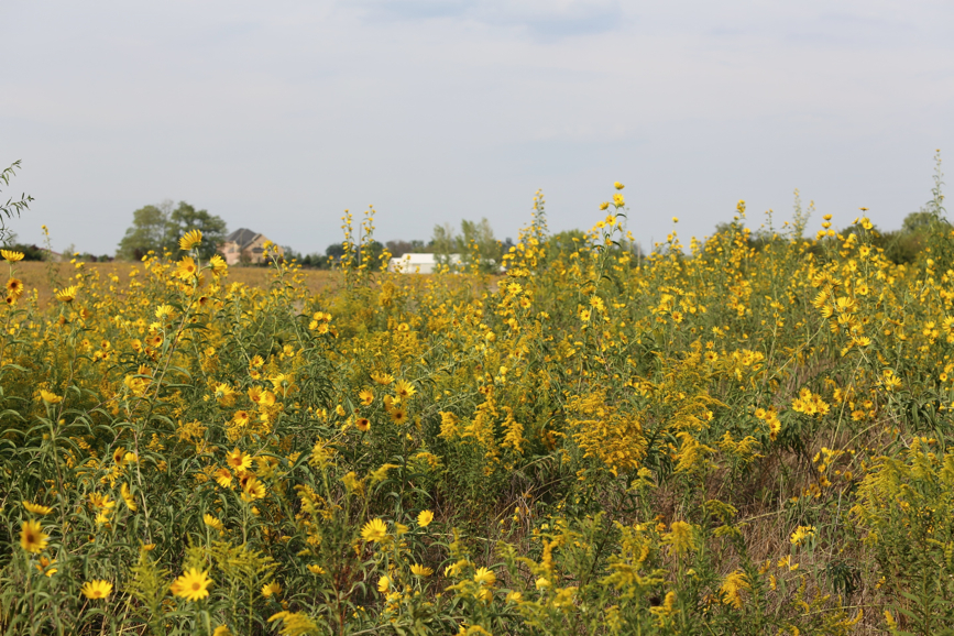 Full Size Image = 1696 K