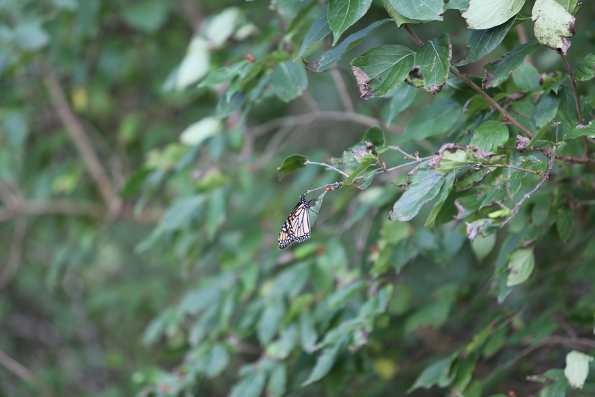 Full Size Image = 770 K