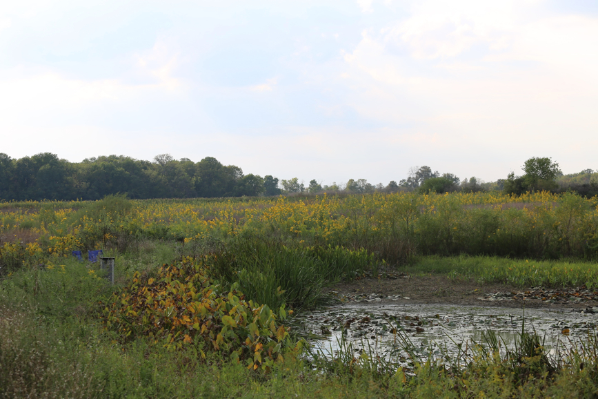 Full Size Image = 1445 K