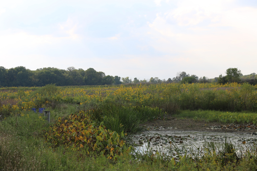 Full Size Image = 1446 K