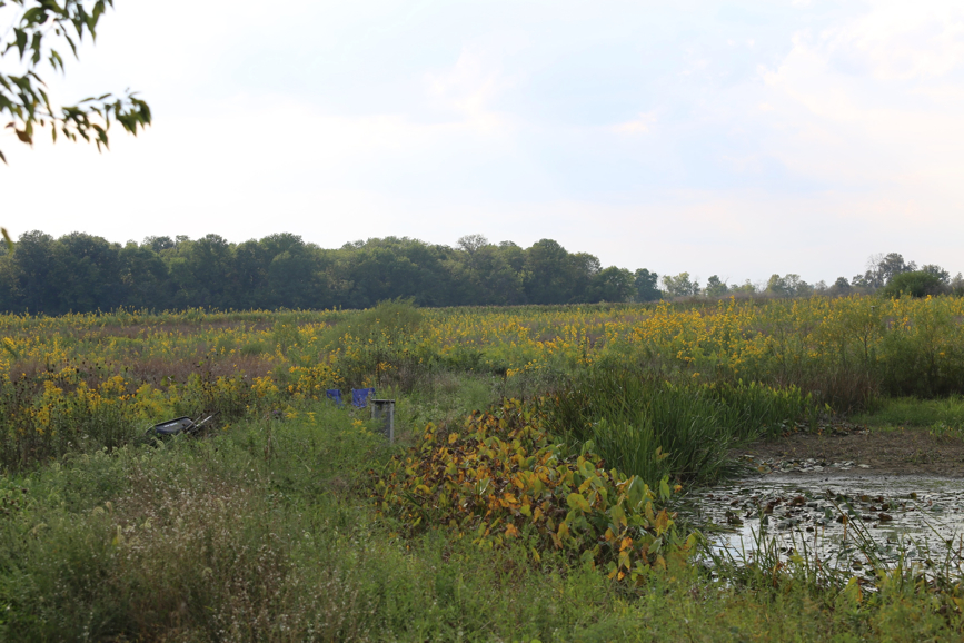 Full Size Image = 1451 K