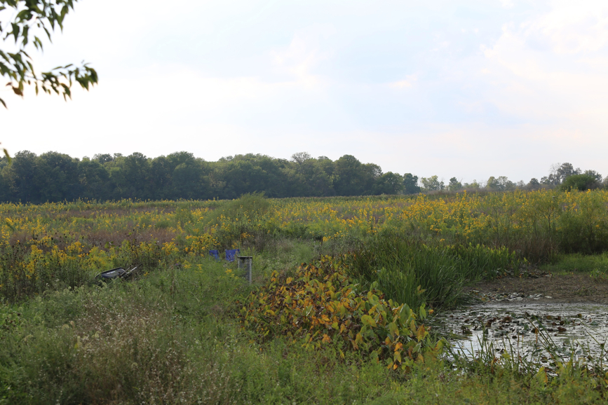 Full Size Image = 1455 K