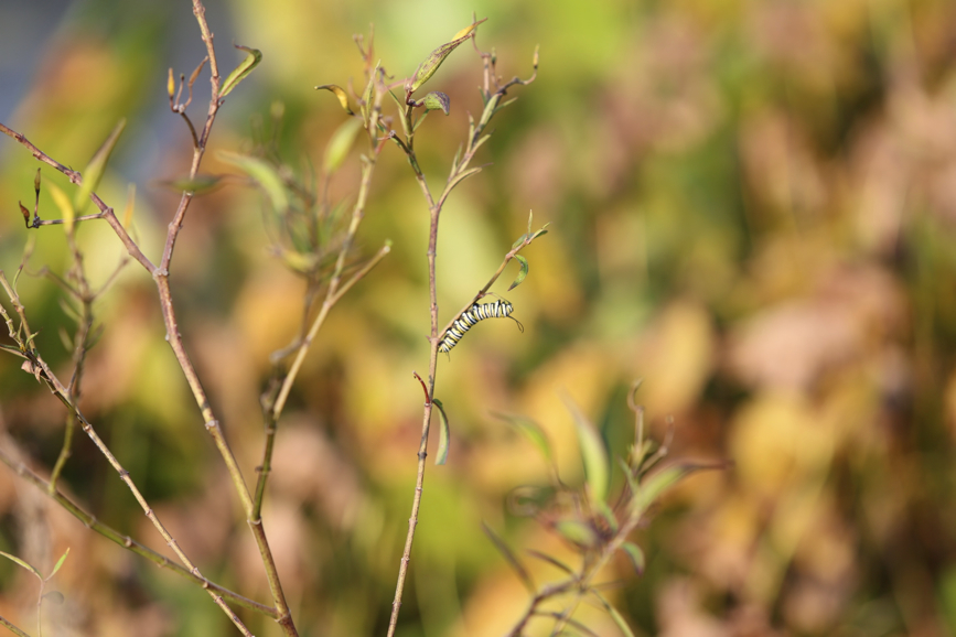 Full Size Image = 585 K