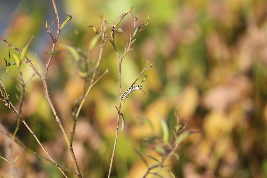 Full Size Image = 580 K