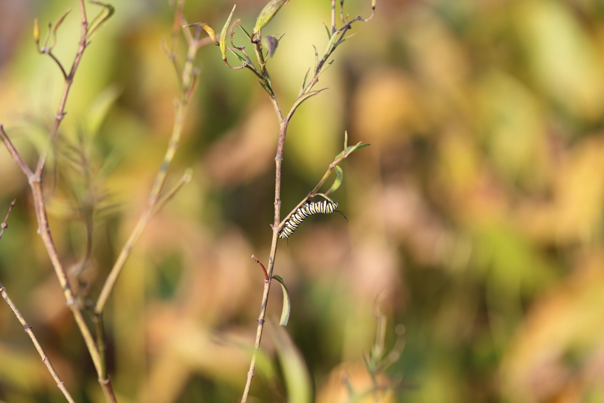 Full Size Image = 548 K