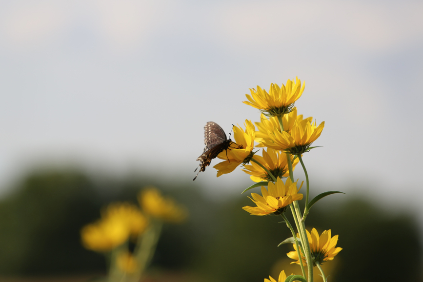 Full Size Image = 421 K