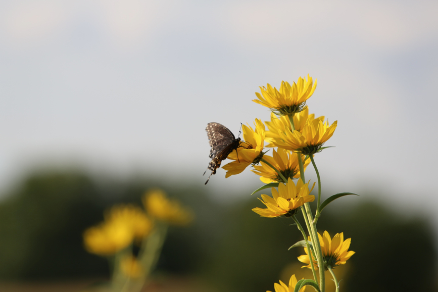 Full Size Image = 426 K